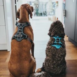 Hunter Geschirr Divo (Nylon/Polyester) -Wuff Wohnen Verkäufe hunter divo dunkelblaugrau emo