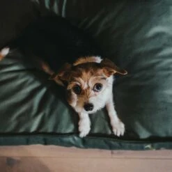 Hunter Kissen Orthopädisch Merida Olivgrün -Wuff Wohnen Verkäufe hunter meridaoliv4