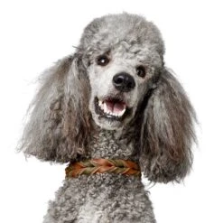 Hunter Halsband Solid Education Duo (Softvollrindleder) 12 Hunter Halsband Solid Education Duo (Softvollrindleder) -Wuff Wohnen Verkäufe huntersoledduoco05