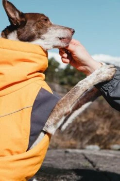 Hurtta Expedition Wintermantel, Orange 10 Hurtta Expedition Wintermantel, Orange -Wuff Wohnen Verkäufe hurtta expeditionparka4 db4a3801 7562 488b 9c73 87d3f6b03eb2 540x