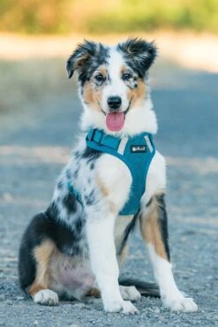 Petlando Geschirr Mesh Vest 9 Petlando Geschirr Mesh Vest -Wuff Wohnen Verkäufe i GlH9Tg