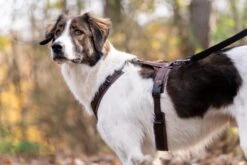 Annyx Geschirr Fun Braun/braun -Wuff Wohnen Verkäufe lccLyx2w braun