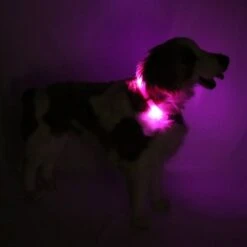 LEUCHTIE Plus Nachleuchtend -Wuff Wohnen Verkäufe led leuchthalsband leuchtie hund pink 01