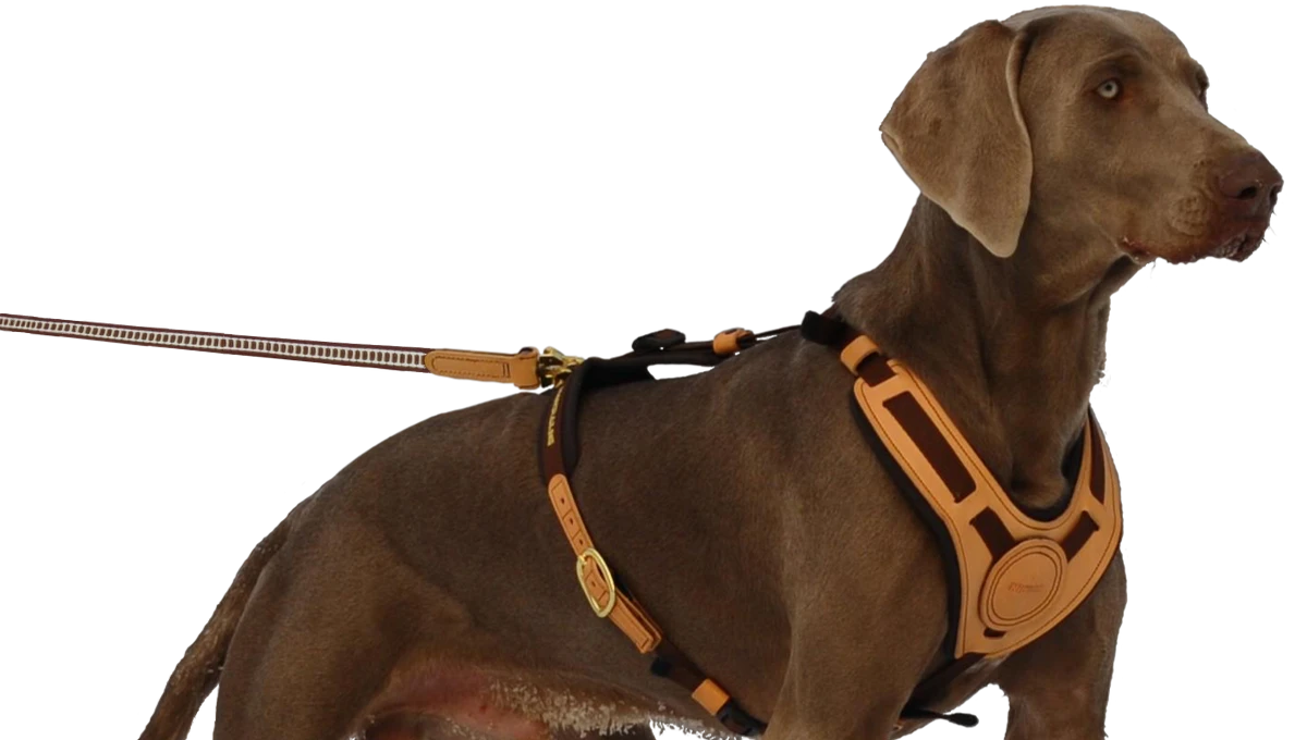 Niggeloh Geschirr Mantrailing 3 Niggeloh Geschirr Mantrailing