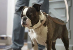 MiaCara Halsband Torino -Wuff Wohnen Verkäufe mc 46033 collar torino powder sm kalle 2151