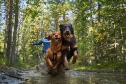 Non-stop Dogwear Freemotion -Wuff Wohnen Verkäufe nonstop freemotion harness 6