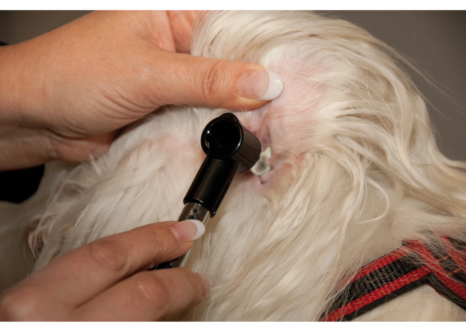 Show Tech Otoscop (Ohrenspiegel Inkl. Batterien) 4 Show Tech Otoscop (Ohrenspiegel Inkl. Batterien) – Bild 2