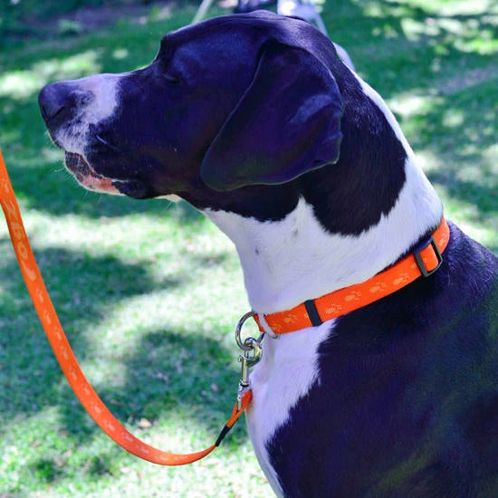 Rogz Alpinist M-Leine Matterhorn Gr. M / 16mm (180cm) 4 Rogz Alpinist M-Leine Matterhorn Gr. M / 16mm (180cm) – Bild 2