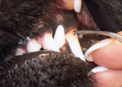 Show Tech Zahnsteinentferner Mit Sicherheitsspitze -Wuff Wohnen Verkäufe phpZ2Pbtb