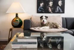 SICCARO Hundematte FlexDogMat -Wuff Wohnen Verkäufe siccaro aussie 3000