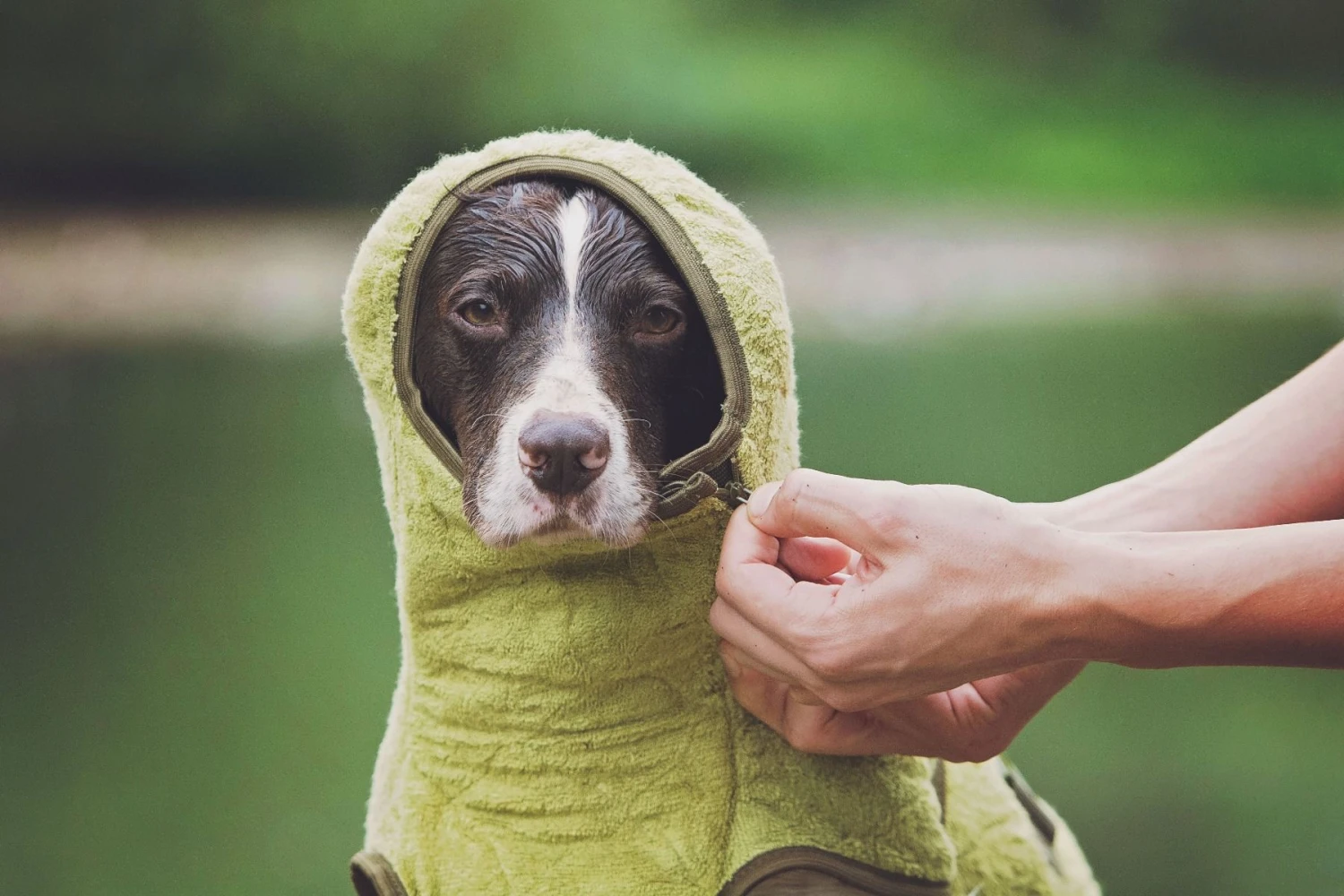 SICCARO Hundemantel WetDog SupremePro Bamboo 6 SICCARO Hundemantel WetDog SupremePro Bamboo – Bild 4