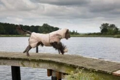 SICCARO Hundemantel WetDog SupremePro Sand -Wuff Wohnen Verkäufe wdc 010301.pt03 1