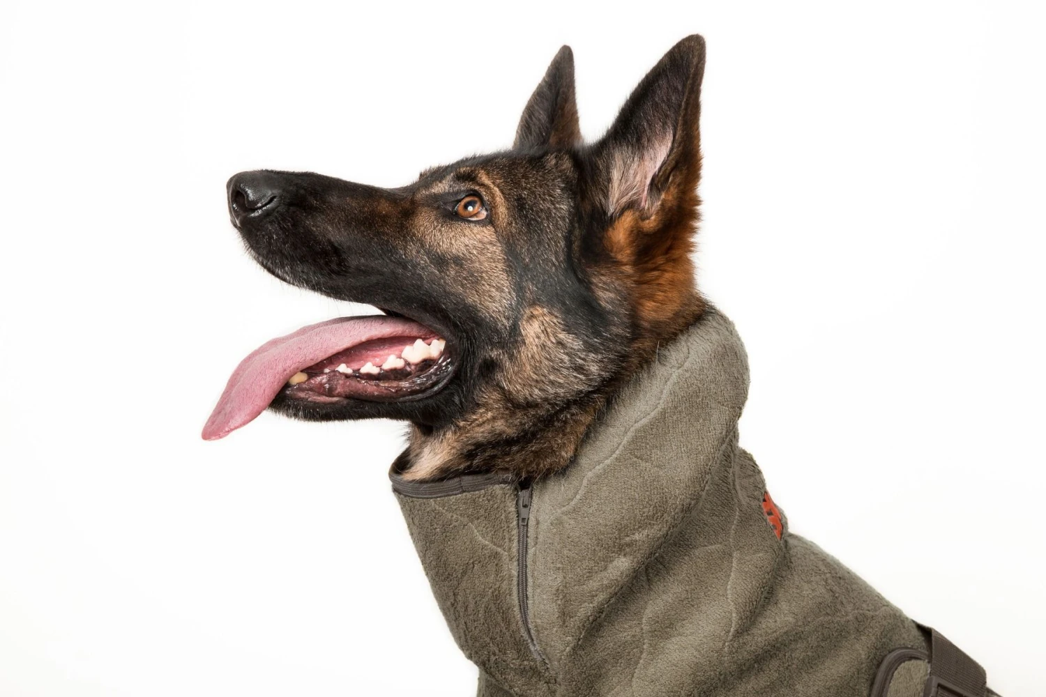 SICCARO Hundemantel WetDog SupremePro Elmwood 7 SICCARO Hundemantel WetDog SupremePro Elmwood – Bild 5