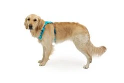 Ruffwear Hi & Light Harness Twilight Gray -Wuff Wohnen Verkäufe web 3082 hi and light blue atoll millie medium.40d82f3b5f9e 1