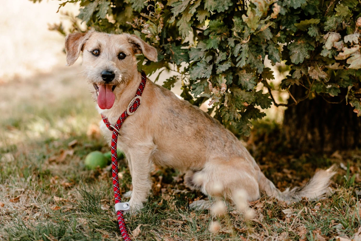 Wolters Moxonleine Everest Reflektierend 4 Wolters Moxonleine Everest Reflektierend – Bild 2