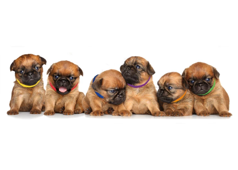 Wuff Wohnen Verkäufe -Wuff Wohnen Verkäufe 4pupsidcollar02 768x548 1